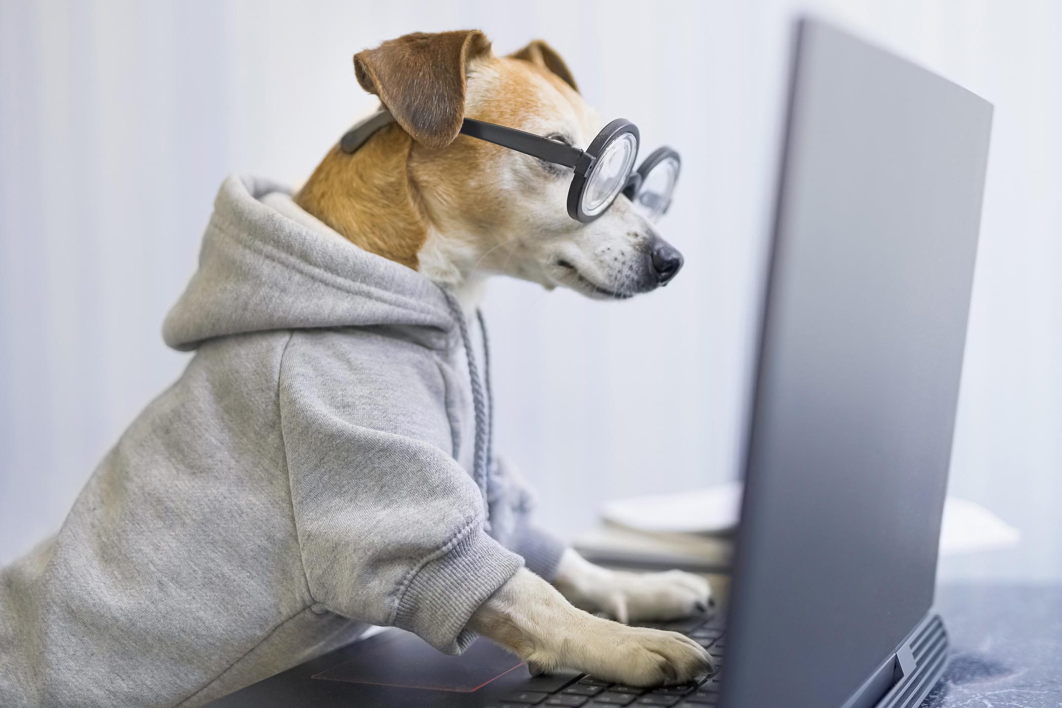 Smart working dog using computer typing on laptop keyboard.
